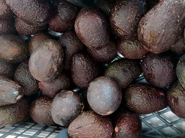 Овощи и фрукты Мексики: Авокадо