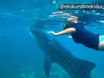 Китовые акулы в Канкуне - Плавание с китовыми акулами Мексика