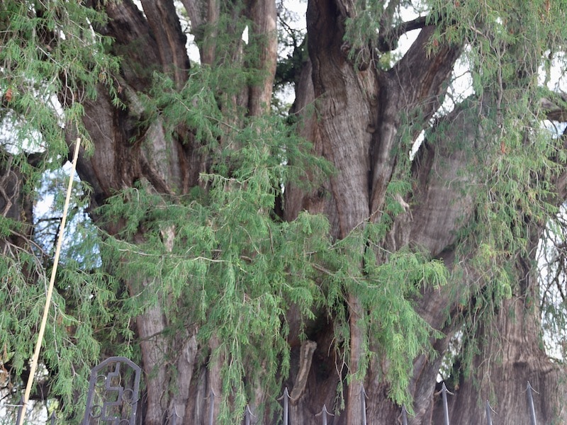 Оахака - дерево Туле