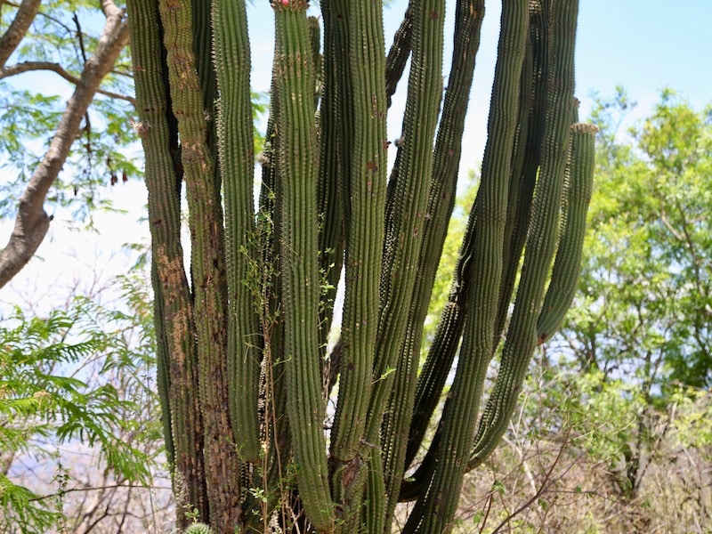 Знаменитый кактус Мексики