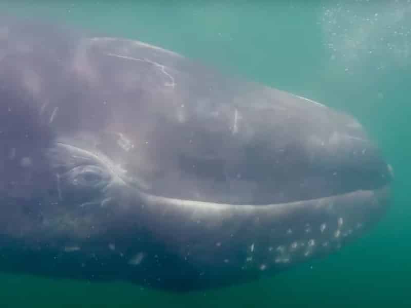 Горбатые киты - Где и когда можно увидеть в Мексике