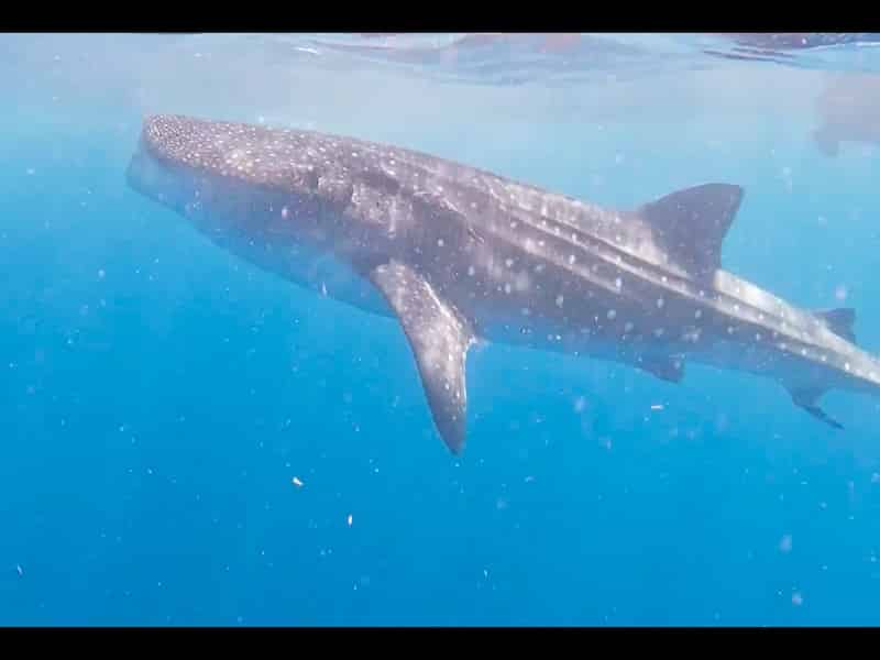 Где можно поплавать с китовыми акулами в Мексике