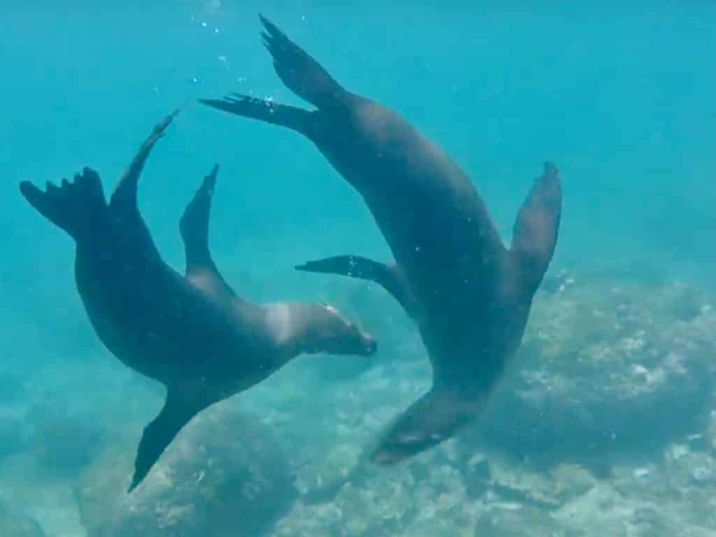 Где можно увидеть морских львов в Мексике