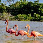 Мероприятие Чудеса Майя — однодневное приключение из Канкуна