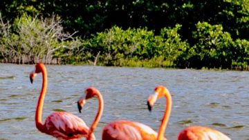 Билеты на Юкатан за 1 день