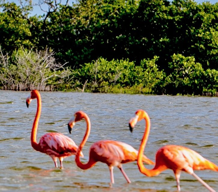 Фламинго в дикой природе Юкатана во время тура «Чудеса Майя»