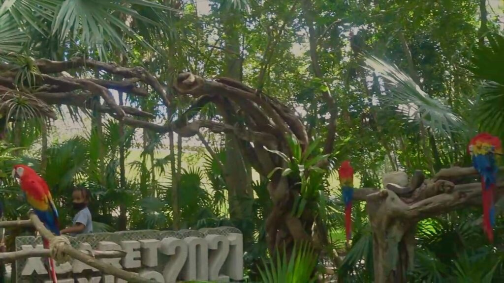 Кассы и браслеты Xcaret Plus — покупка билета заранее