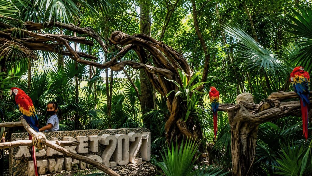 Красные попугаи ара в тропическом саду парка Xcaret на Ривьере Майя